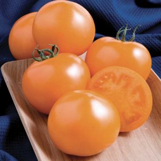 Tough Boy Gold Tomato Thumbnail